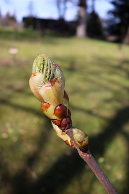 Aesculus x carnea 'Briotii'- jírovec pleťový - jarní pučení